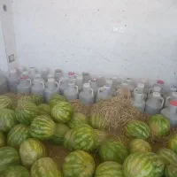 خیارشورباخیارزمینی نیشابور