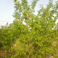 زمین-فروشی