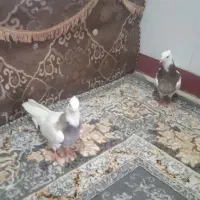 دو عدد. طوقی