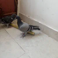 کبوتر دوبر