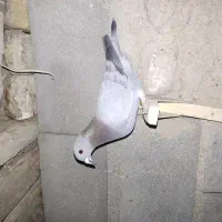 کفتر  پلاکی معاوضه با قناری سهره