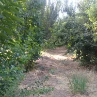 باغ-میوه