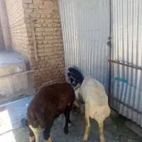 چهار عدد بره نر