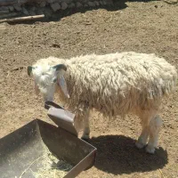 بره نر