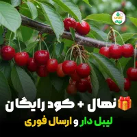 جشنواره فروش نهال گیلاس تکدانه،کود رایگان+ تخفیف