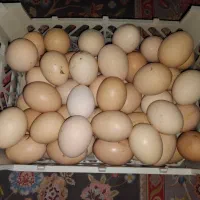 تخم مرغ نطفه دار