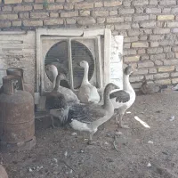 اردک غاز|حیوانات مزرعه|دشت آزادگان, |دیوار