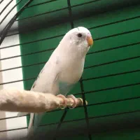 دو عدد مرغ عشق نر لیمویی و فیروزه ای