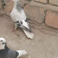 کبوتر