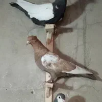 16تا پروندنی