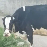 گاو