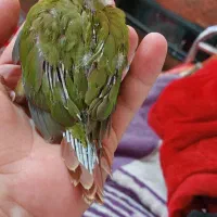 فروش جوجه گرنچیک سرلاکی