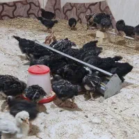 جوجه یک ماه امروک سه منظوره تعداد پنجاه عدد