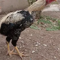 جوجه لاری 7ماه افغان کلنگی دنگ بالا نسل