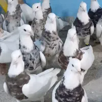 رنگی سرای صادقی شارژ شد برای عشقبازا