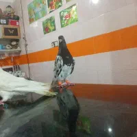 کبوتر نر و ماده