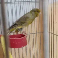 جفت مولد سبز سوپر