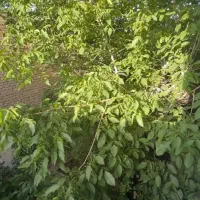 منزل ویلایی  مبله در بهترین منطقه شهر