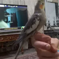 عروس هلتدی نر