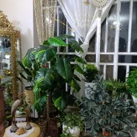 درختچه های زیبا