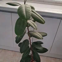 گل طبیعی|گل و گیاه طبیعی|تهران, یافت آباد جنوبی|دیوار