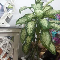 گل دیفن|گل و گیاه طبیعی|بستان آباد, |دیوار