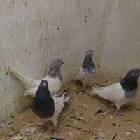 کبوتر