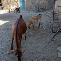 یه بزسزحال باسه کهره ویکی دیگ بایک کره