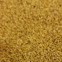 تخم یونجه نیکشهری