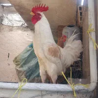 خروس