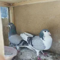 ی جفت کفتر دمگیر اصل