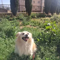 واگذاری یک جفت سگ نر و ماده