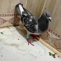 بوم برا نوبازی