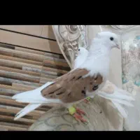 جفت کبوتر دوکت