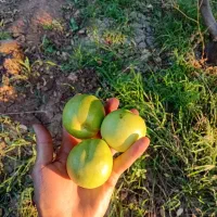 میوه ارگانیک صادراتی برای مجالس