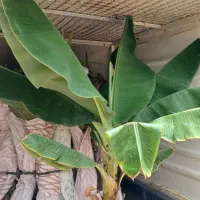موز ساناز رز