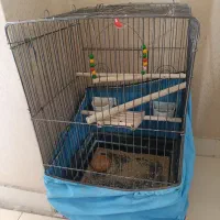 قفس کاسکوبزرگ