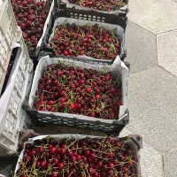 آلبالو محلی