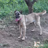 سگ سرابی اصیل