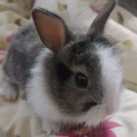 خرگوش نر و ماده