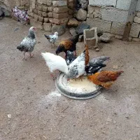 مرغ خروس
