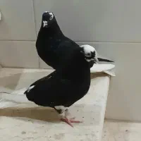 کبوتر شازده|پرنده|شاهینشهر, گزبرخوار|دیوار