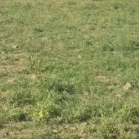زمین-تا-500متر-اطراف-شاهیندژ