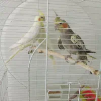 عروس هلندی