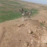 سگ پژدر|سگ|مشهد, هفده شهریور|دیوار