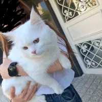 گربه