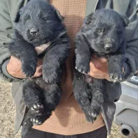 سگ توله ژرمن شولاین بلک موبلند