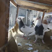 طوقی و جوجه
