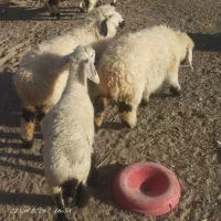 بره