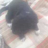 واگذاری ماده سگ وتوله هاش ۷عدد